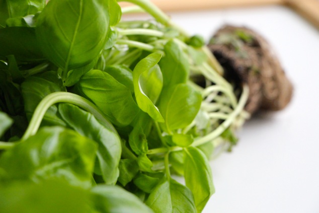 live fresh basil