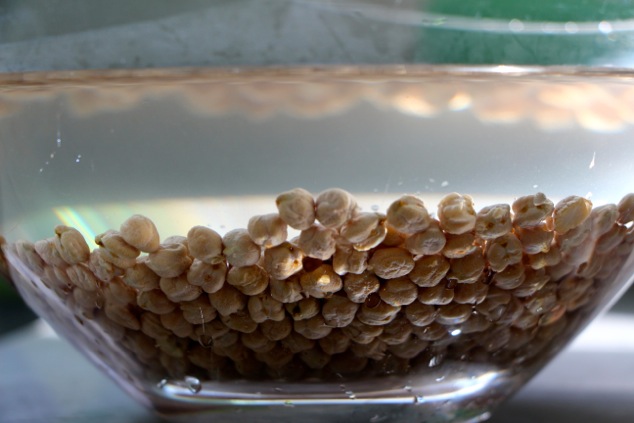 chickpeas in water side look