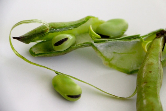 fava beans and connecting pieces