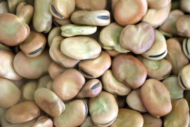 dry fava beans a closer look