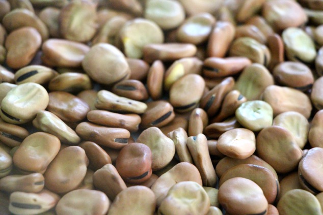 dry fava beans up close