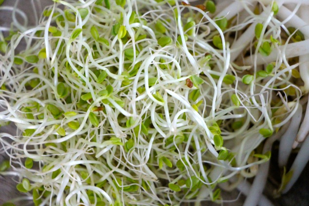 sprouts up close