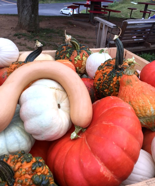 all-kinds-of-pumpkins