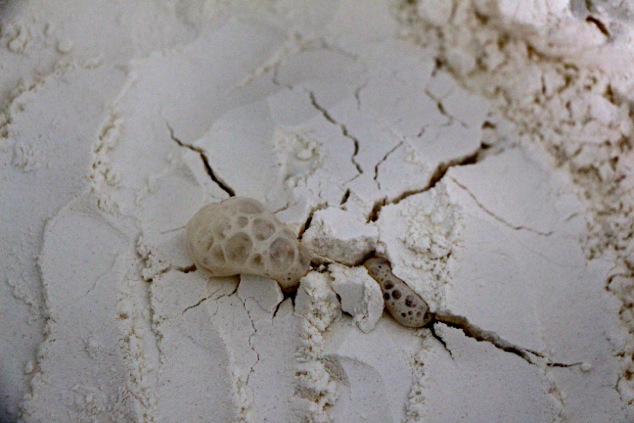 yeast coming out of the flour