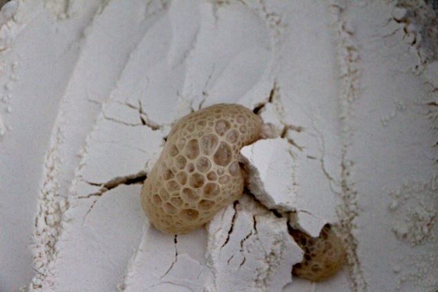 yeast coming out close up