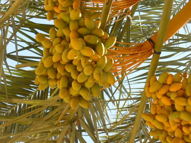 dates growing up close