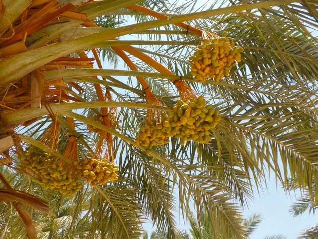 date palm from the family orchard