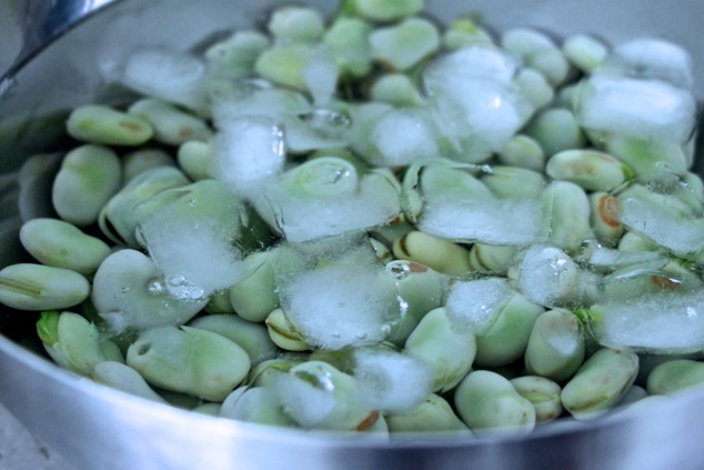 fresh fava beans in ice water