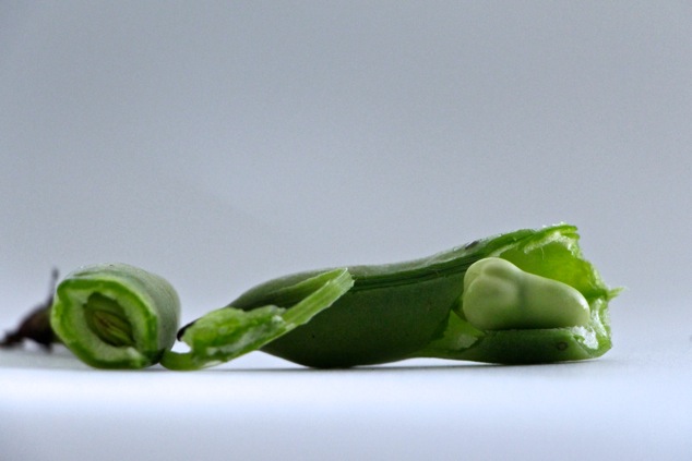 peeling fava bean up close