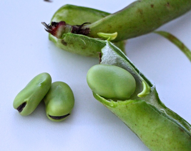 peeling fresh fava beans